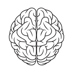 Fototapeta premium Human brain top view outline anatomy head