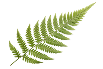 A single fern leaf on transparent background