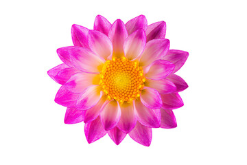 Obraz premium a purple flower with yellow center on a white background