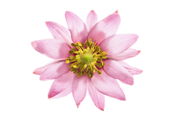 a pink flower with a yellow center on a white background