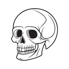 Human skull profile illustration head bone