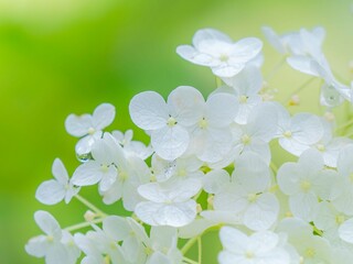 梅雨から初夏の公園や花壇を彩るアジサイ（アナベル）のある風景。雨上がりの水滴がついたまま爽やかな光に包まれる様子のクローズアップ
