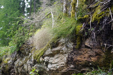 The wire hair grass (Avenella flexuosa), also known as the twisted hair grass, is a species of...