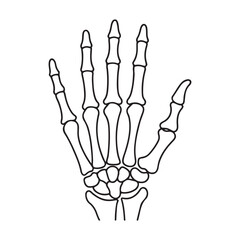 Skeletal hand bones anatomy fingers
