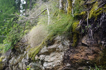 The wire hair grass (Avenella flexuosa), also known as the twisted hair grass, is a species of...