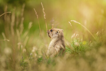 A groundhog in a grassy field under warm sunlight, showcasing its natural