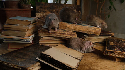 A brown rat and old antique books on wooden table.