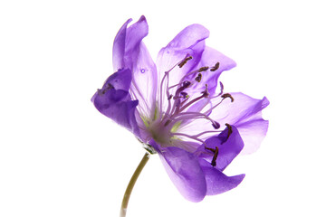 Naklejka premium a purple flower is in a vase on a table