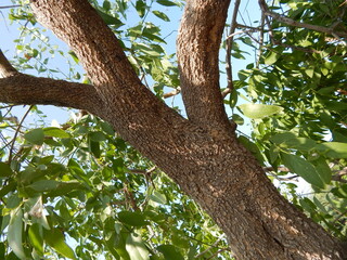 Fototapeta premium tree in the park