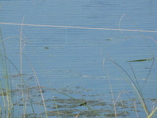 reeds on the river