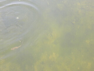 Fish swimming in a clear blue river with ripples and reflections