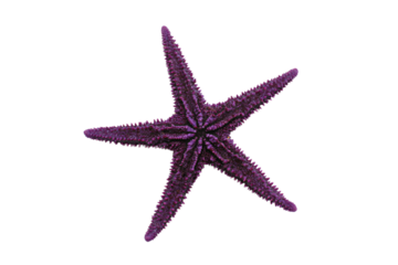 a purple starfish on a white background