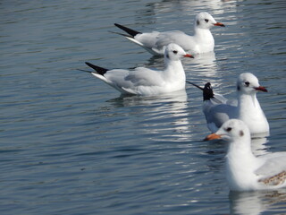 Seagull swimming on calm sea with reflection in nature scene