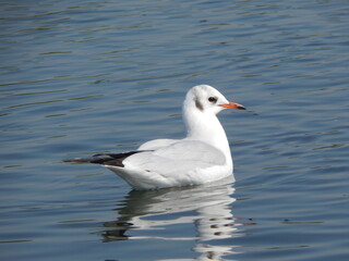 Seagull swimming on calm sea with reflection in nature scene