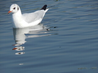 Seagull resting on calm blue water in nature setting