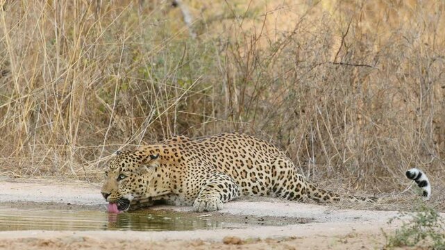 closeup shot of fully grown wild adult male leopard or panthera pardus or panther drinking water from waterhole in scorching heat during hot summer season safari in dry deciduous forest india