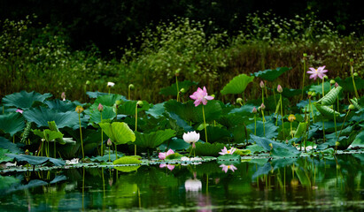 A vibrant summer lotus pond filled with blooming pink and white flowers, with beautiful reflections...
