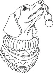 Charming dachshund wearing a festive sweater holds christmas ornaments in its mouth