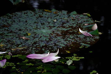 The beauty of impermanence: A close-up of fallen lotus petals on a dark pond, an embodiment of wabi-sabi aesthetics