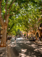 Palma de Mallorca's Green Oasis: Shaded Avenue on a Sunny Day