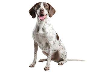 Happy Pointer Sitting Relaxed with Open Mouth and Wagging Tail, Front-Facing Studio Pose, Isolated on Transparent Background