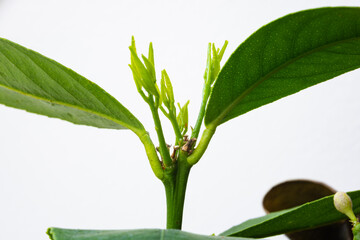 Fresh new leaves on a lemon plant