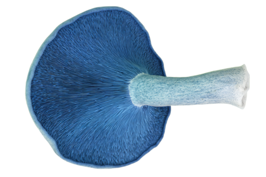a blue mushroom with a white base