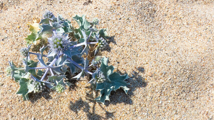 Sea Holly flowers and leaves (Eryngium maritimum) on the sand of an Italian beach