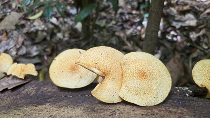 Golden Polypore Mushrooms Growing on Decaying Log in Tropical Forest