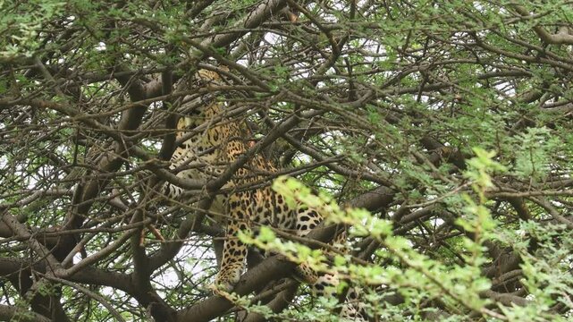 full shot of wild male leopard or panthera pardus or panther climbing on cluttered tree during outdoor jungle safari at forest of central india