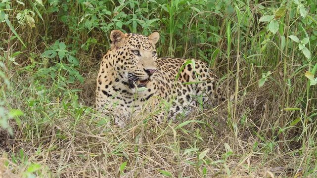 closeup shot of wild fully grown adult male leopard or panthera pardus or panther resting in natural green background in hot humid conditions with eye contact in safari at forest of central india asia