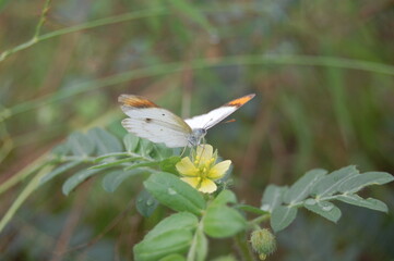butterfly on a flower