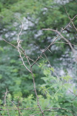 Vibrant green grass textures across a summer meadow, hinting at nature's fresh growth and agricultural landscapes