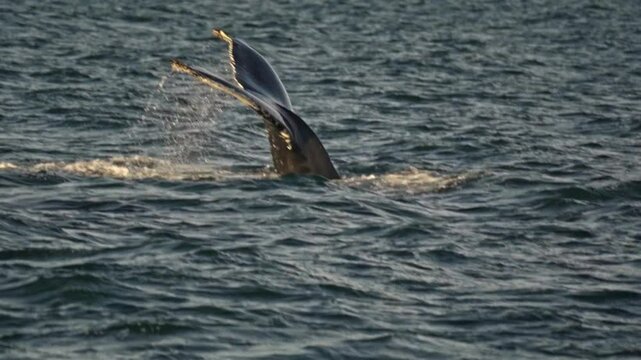 A powerful whale raises its majestic fluke high above the water's surface, signaling a deep dive into the rich marine environment of H&uacute;sav&iacute;k's Skj&aacute;lfandi Bay.
