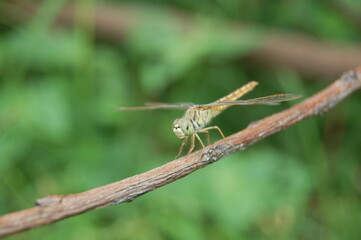 A macro closeup of a green dragonfly resting on a leaf, highlighting its delicate wings and insect nature in the summer wildlife