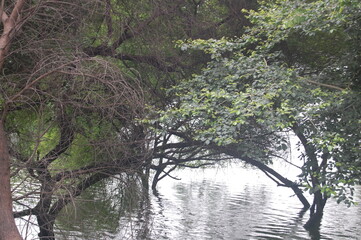 tree on the river