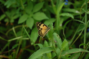 A colorful butterfly with delicate wings rests on a vibrant flower in a close-up of nature's summer beauty