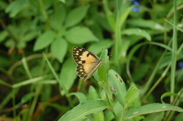 A colorful butterfly with delicate wings rests on a vibrant flower in a close-up of nature's summer beauty