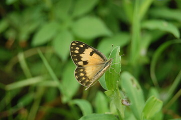 A colorful butterfly with delicate wings rests on a vibrant flower in a close-up of nature's summer beauty