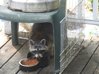 raccoon eating  © ralph