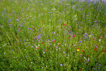 Flower meadow with many different colorful flowers and plants. Styria, Austria.

