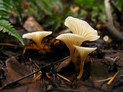 Cluster of Silky Clitocybe Mushrooms in Wet Forest