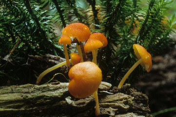Silky Golden Waxcap Mushroom in forest floor