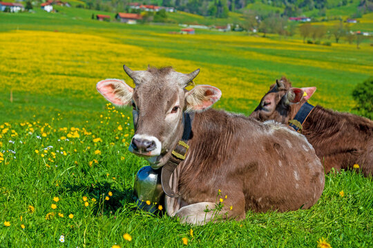 K&auml;lbchen - niedlich - Fr&uuml;hling - Allg&auml;u - L&ouml;wenzahn 