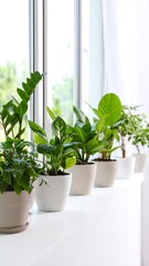 Row of potted plants on a windowsill