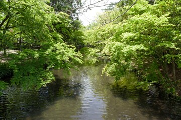 新緑の木に囲まれた小川