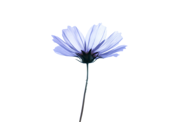 a single purple flower is in the middle of a white background