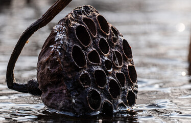 A detailed close-up of a dried lotus seed pod with empty holes, frozen in the water of a winter pond