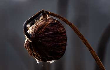 A dramatic close-up of a dried lotus seed pod, with rim lighting highlighting its intricate texture...