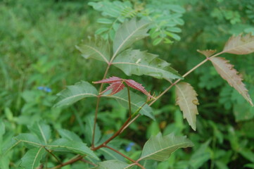 close up of a plant